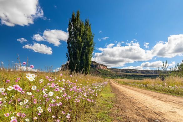 Cosmos on the side of a dirt road