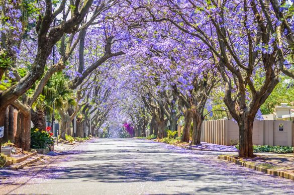 Jacaranda Trees